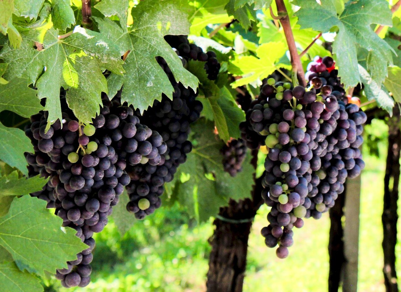 Chùm nho họ Corvina vùng Valpolicella, Veneto