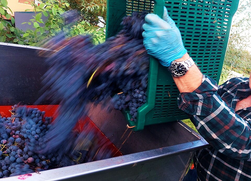 Người nông dân Ý hái nho trong mùa vendemmia