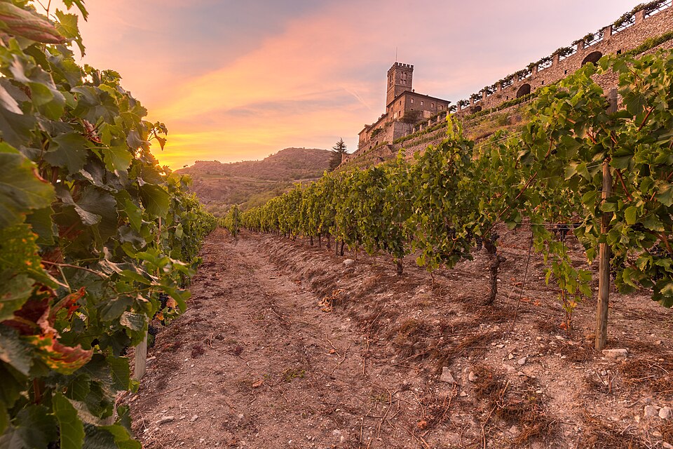 Vườn nho dưới chân lâu đài lúc hoàng hôn – Mai Dire Mai Valpolicella Superiore