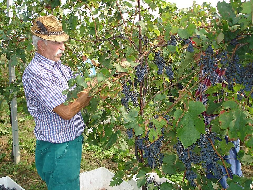 Người nông dân thu hoạch nho Moscato