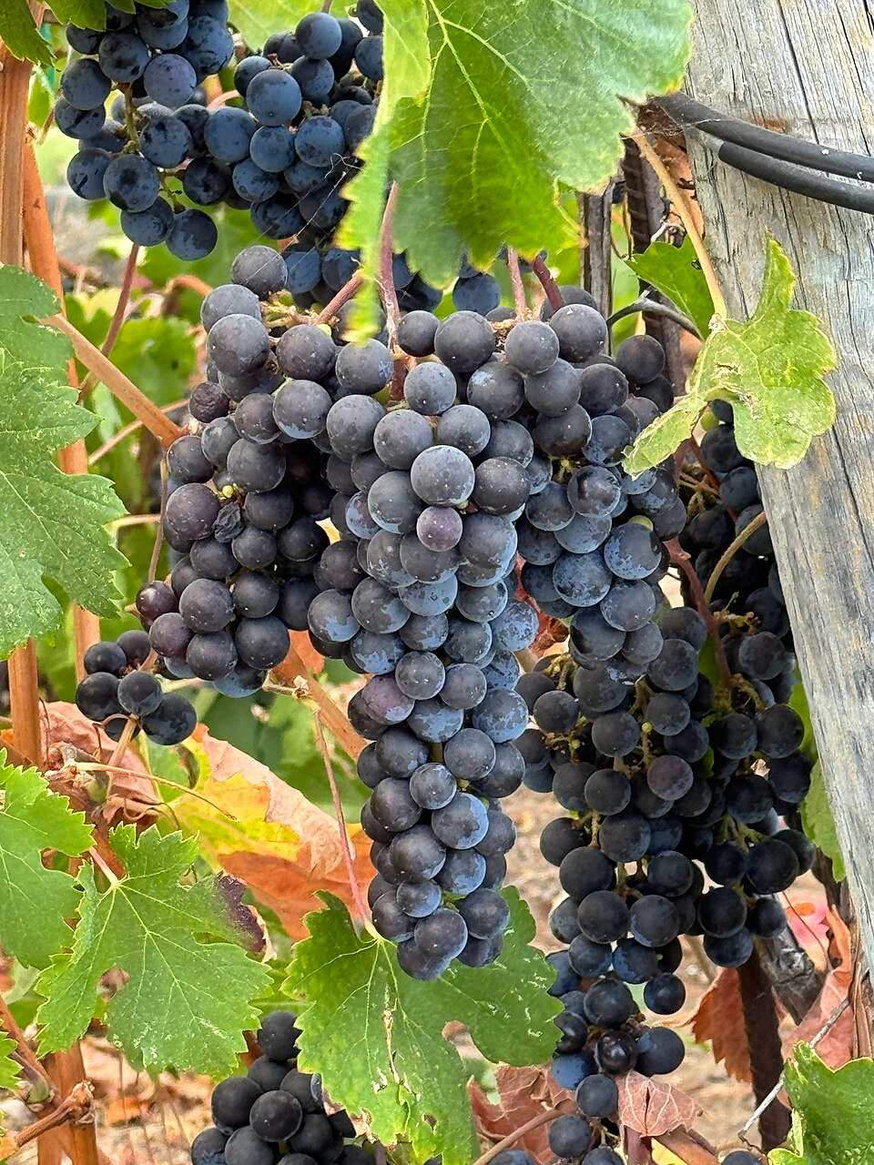 Chùm nho Cabernet Sauvignon chín