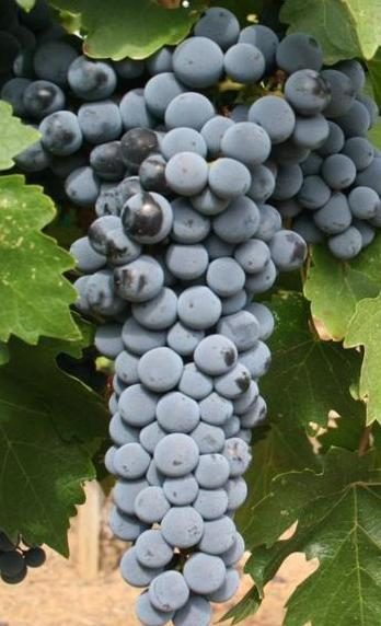Chùm nho Cabernet Sauvignon chín
