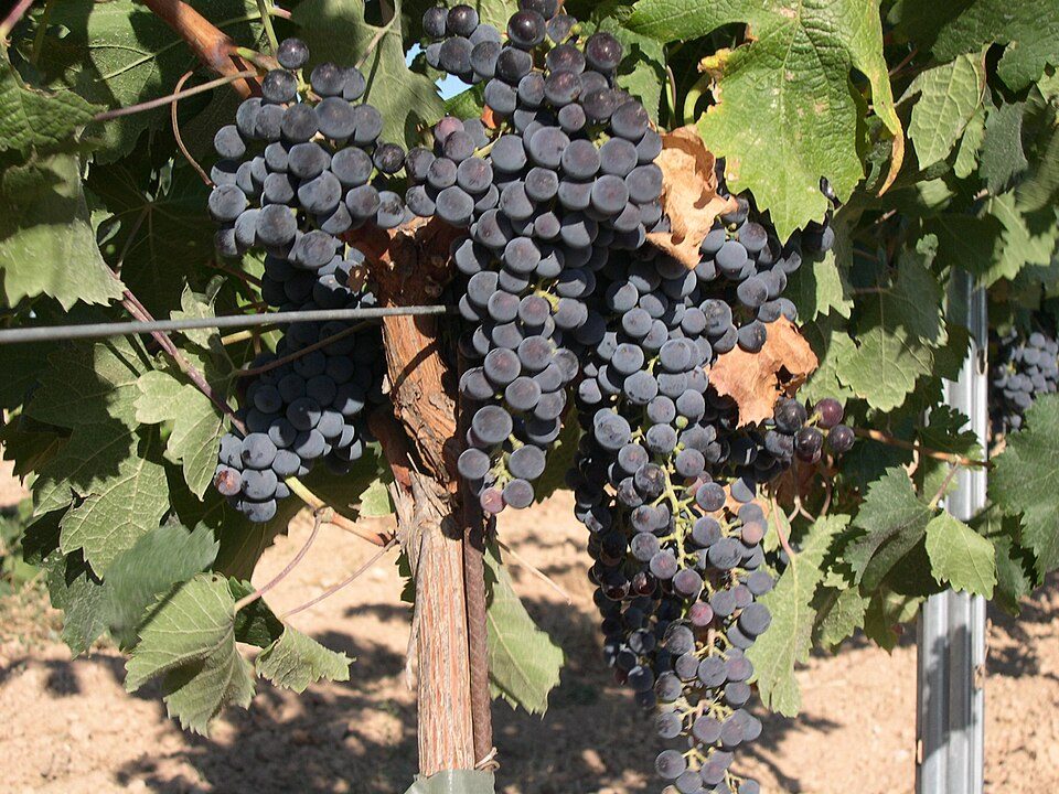 Chùm nho Merlot chín