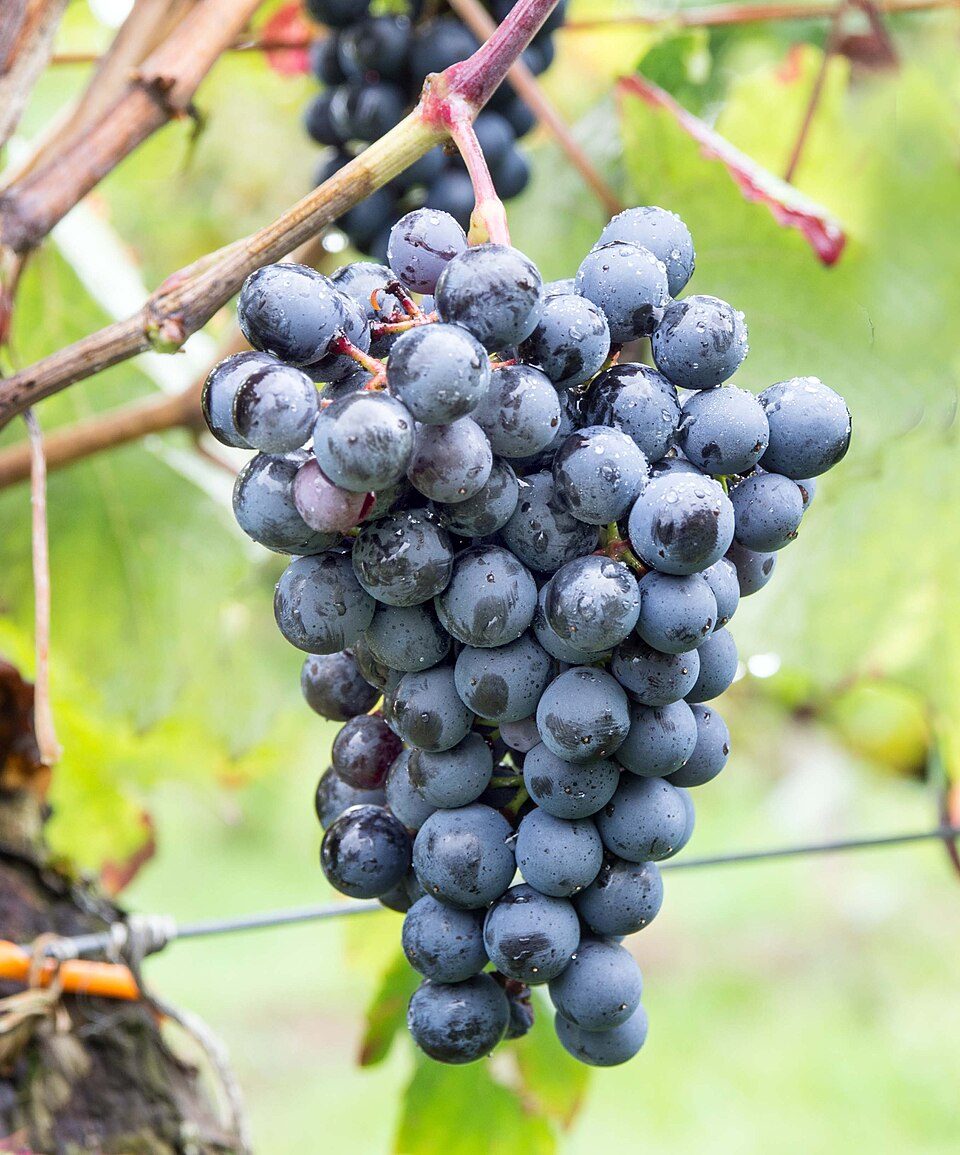 Chùm nho Petit Verdot trên cây
