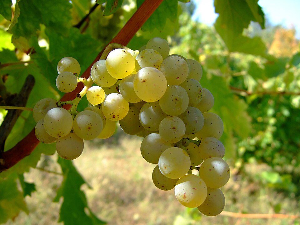 Chùm nho Sauvignon Blanc trên cây