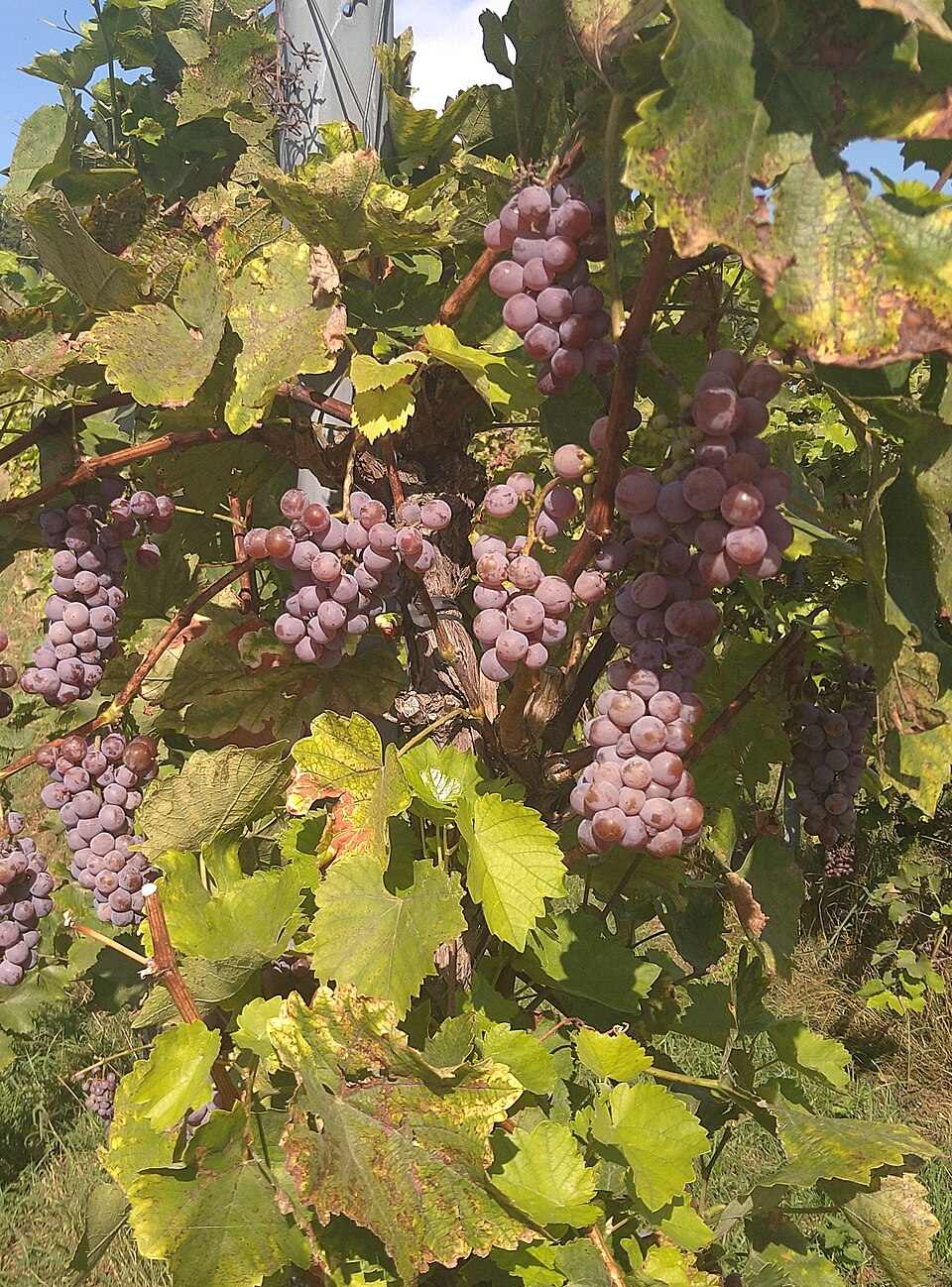 Chùm nho Sauvignon Gris vỏ hồng