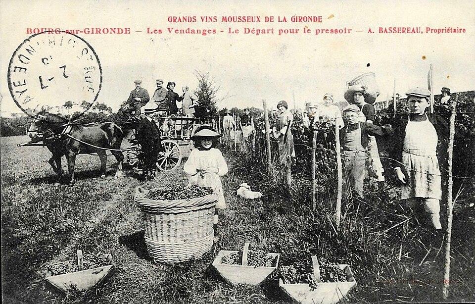 Mùa hái nho xưa ở Gironde – bưu ảnh tư liệu