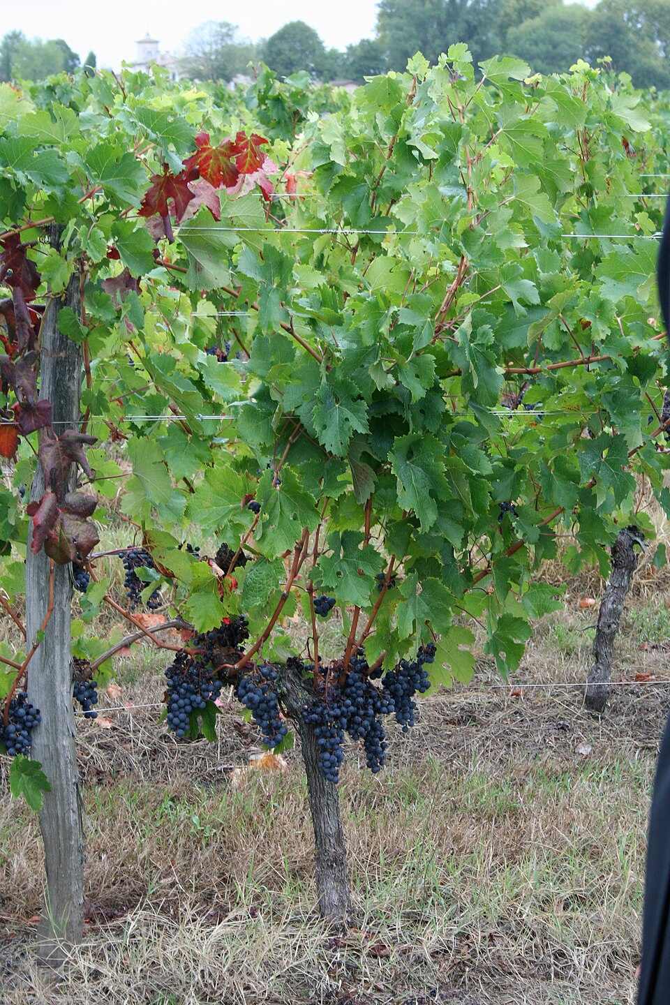 Chùm nho Merlot chín tại hữu ngạn Bordeaux