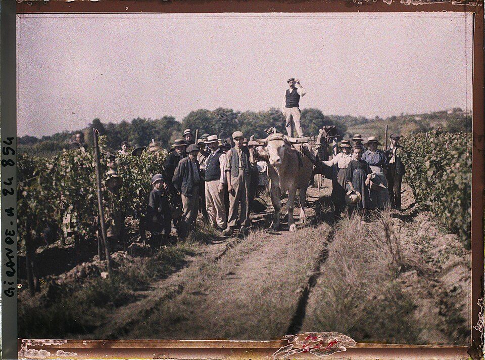 Người hái nho trong vườn nho Château Pavie, Saint-Émilion – ảnh màu tư liệu