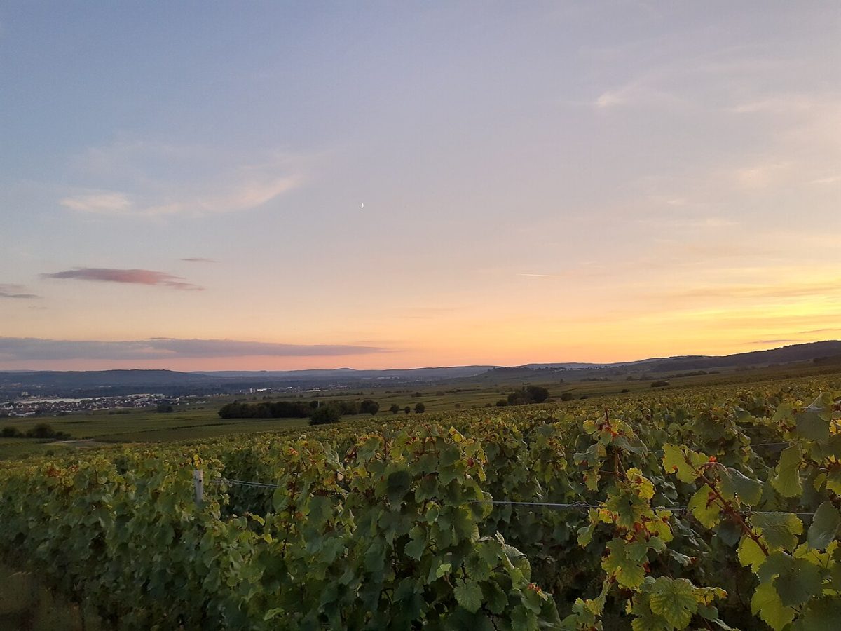 Vườn nho lúc hoàng hôn – Château Lamothe-Vincent Réserve Bordeaux 2022