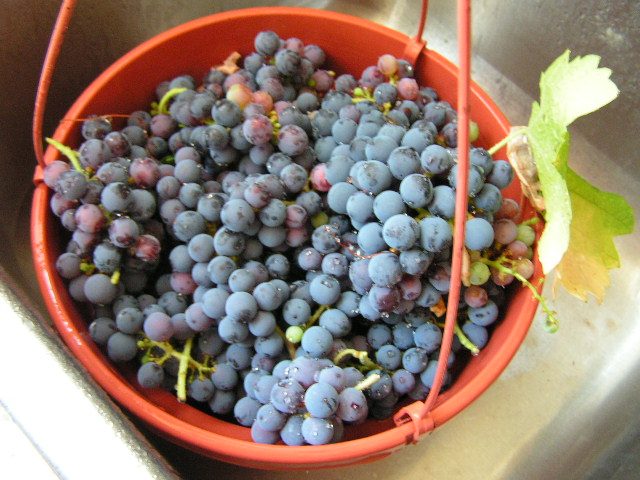 Nho Merlot vừa thu hoạch – 80% phối trộn Lamothe-Vincent Réserve